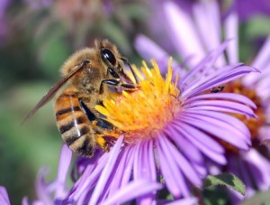 European_honey_bee_extracts_nectar_c